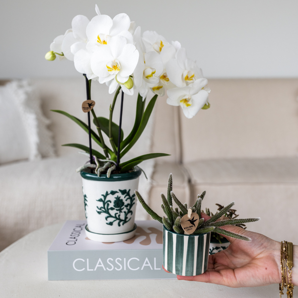 Set van witte orchidee Amabilis in Malaga pot en succulent in Painted Stripe pot groen - potmaat Ø9cm & Ø6cm