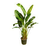 Strelitzia Augusta multistam XXL - ↕250cm - Ø50cm